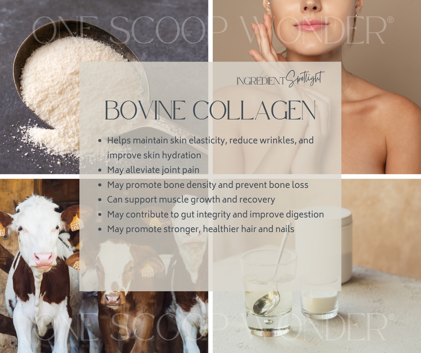 Bovine Collagen