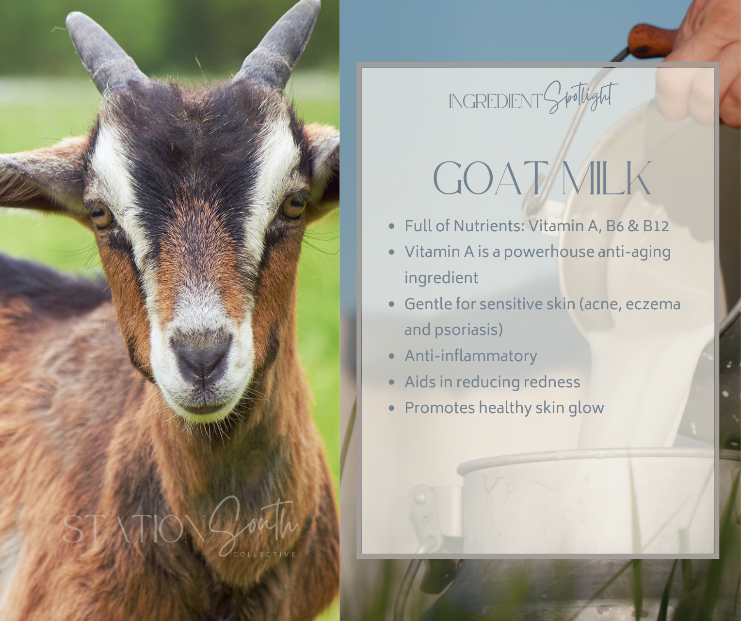GOAT MILK