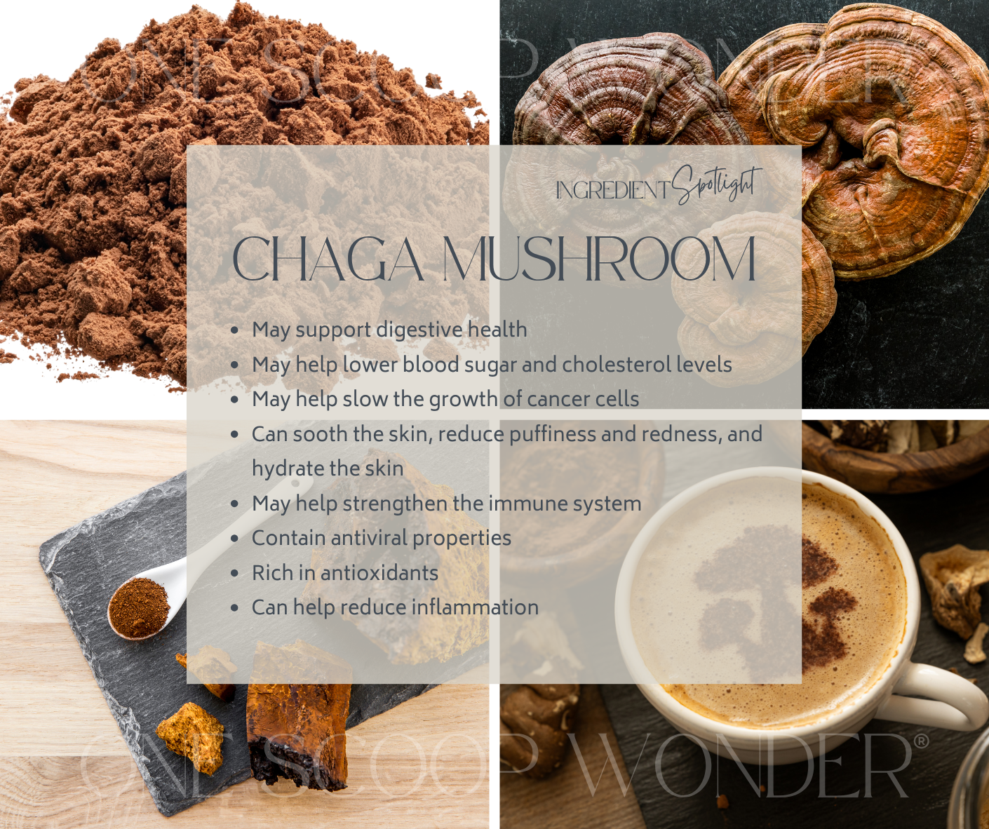 Chaga Mushroom
