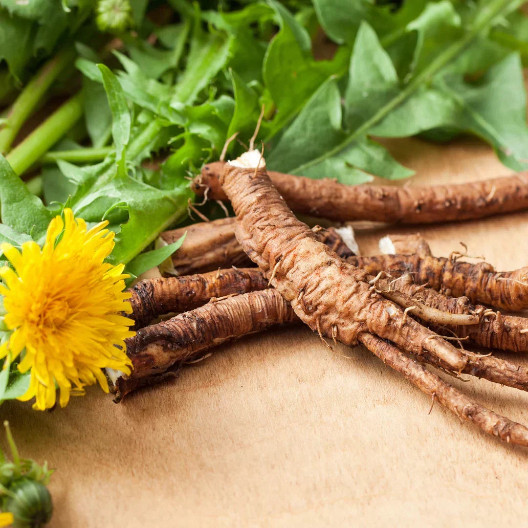 Dandelion Root: More Than Just a Weed