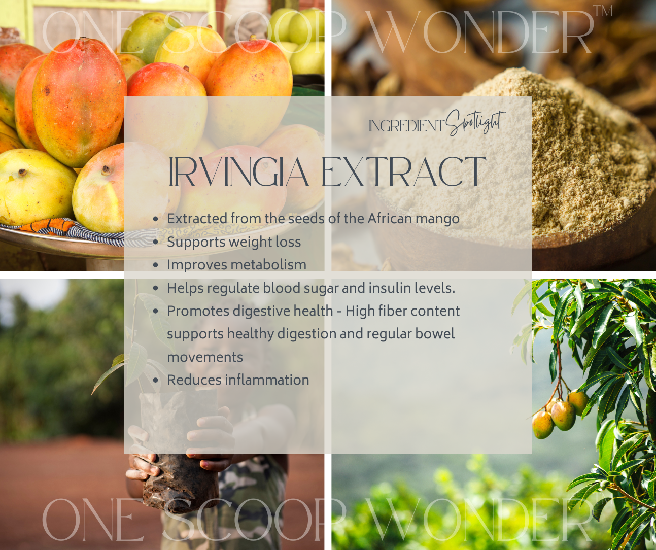 Irvingia Extract