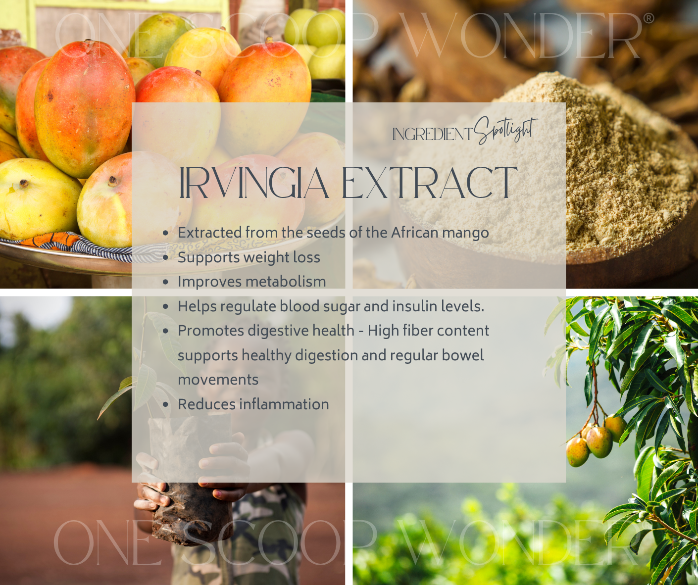 Irvingia Extract