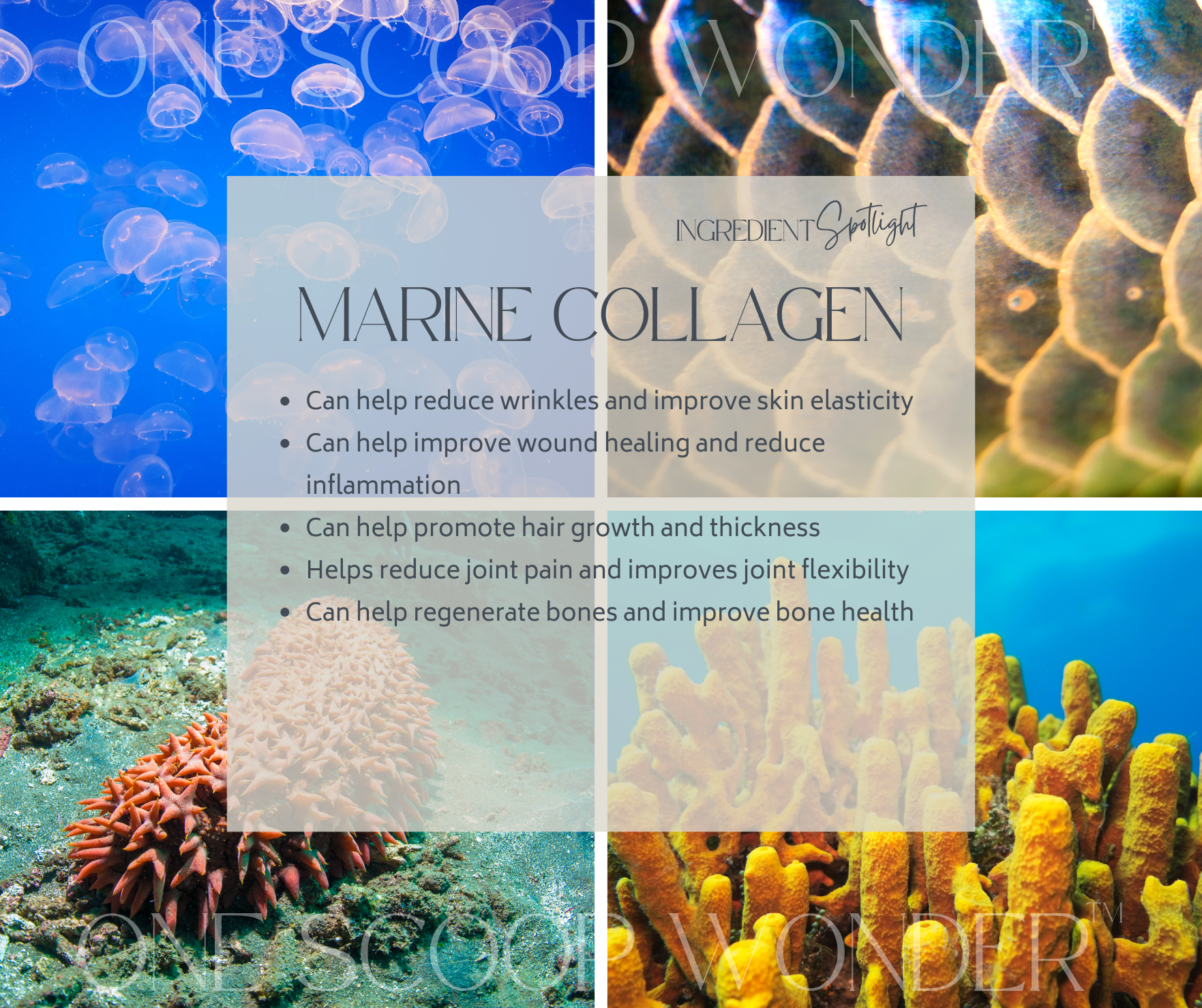 Marine Collagen