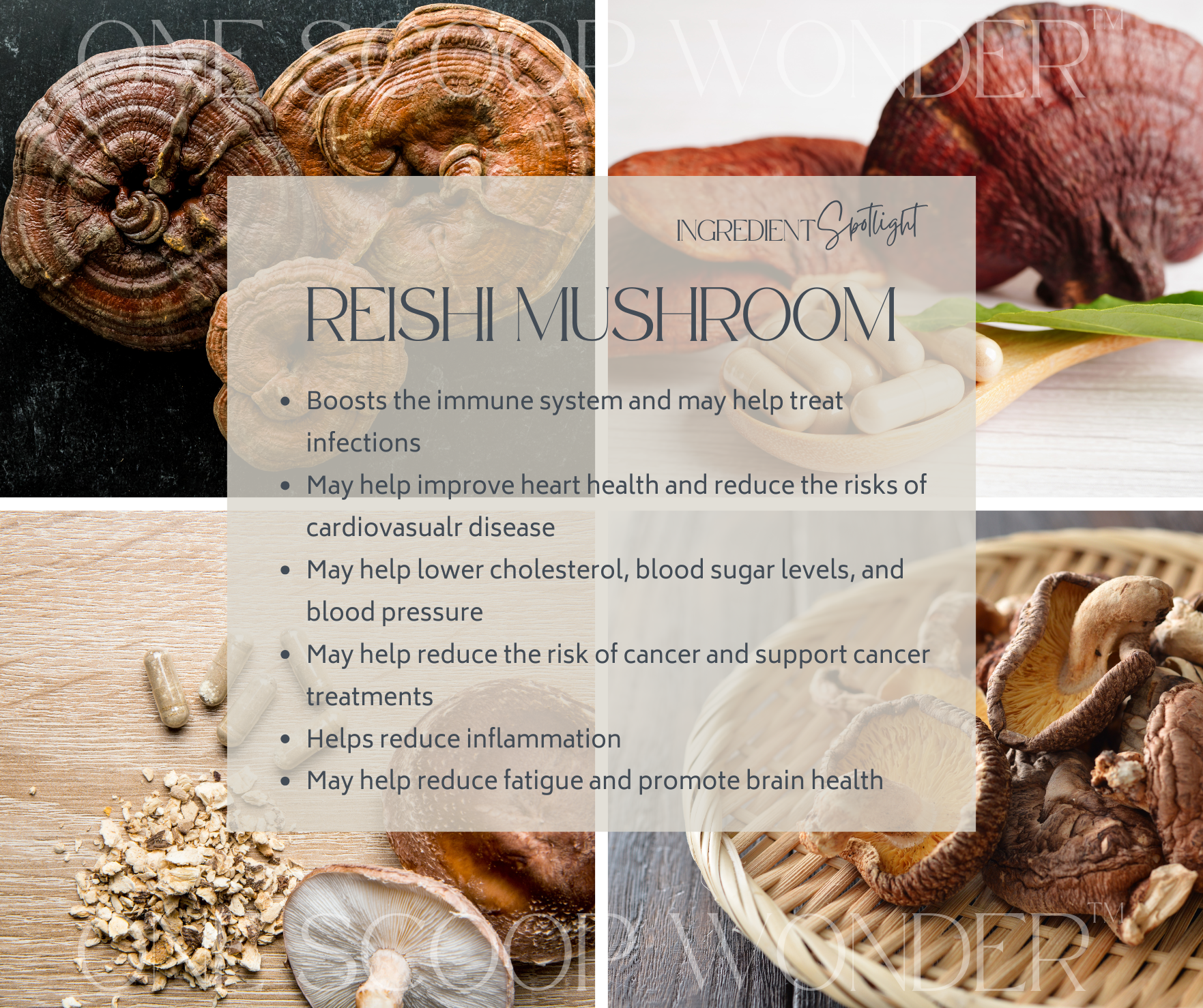 Reishi Mushroom